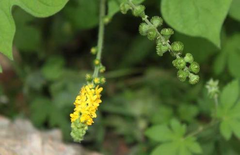 日本龙芽草