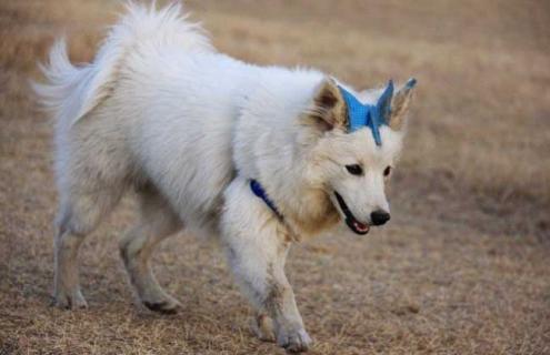 狐狸犬种类图片大全 狐狸犬种类图片大全图解