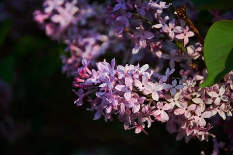 丁香花的功效与作用 丁香花的功效与作用和图片