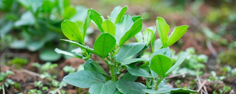 蚕豆苗怎样种植 蚕豆苗怎样种植视频