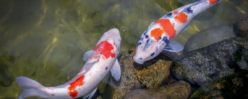 怎么让锦鲤胆子变大 怎么让锦鲤胆子变大一点