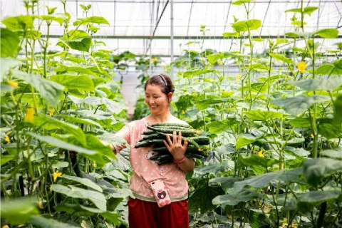 蔬菜萎蔫原因多分清症状巧应对（蔬菜蔫了怎么办）