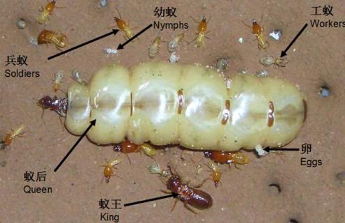 白蚁种群图片 白蚁种类图