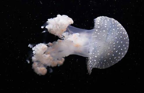 海蜇种类图片（海蜇的种类）