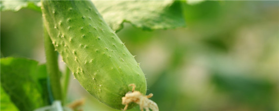 黄瓜种植温度多少合适 黄瓜的生长温度