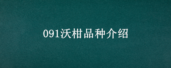 091沃柑品种介绍（沃柑098品种介绍）