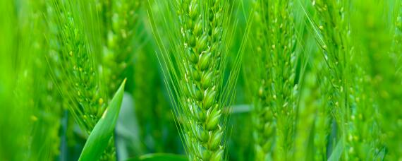 小麦除草剂3月上旬还能打吗 小麦除草剂几月份打