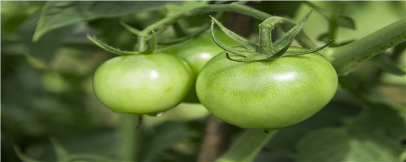 西红柿怎么种植和管理（西红柿怎么种植和管理技术）