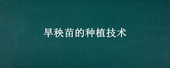 旱秧苗的种植技术 旱地水稻全程种植技术视频