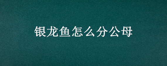 银龙鱼怎么分公母（银龙鱼怎么分公母视频）