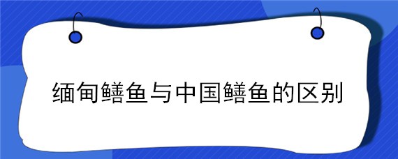 缅甸鳝鱼与中国鳝鱼的区别（缅甸鳝鱼与中国鳝鱼的区别图片）