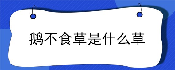 鹅不食草是什么草（鹅不食草是什么草生长在什么地方图片）