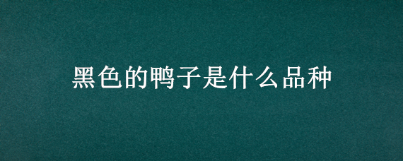 黑色的鸭子是什么品种 黑色的鸭子是什么品种?