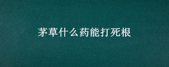 茅草什么药能打死根（茅草用什么药能打死）