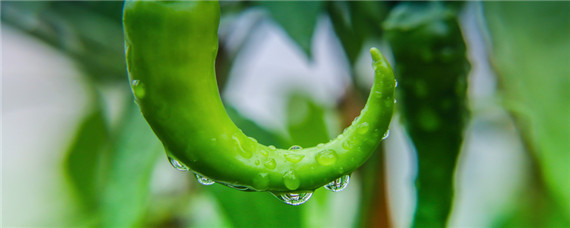 冬季大棚辣椒种植技术与管理 冬季大棚辣椒种植技术与管理视频