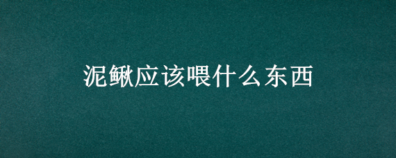 泥鳅应该喂什么东西 泥鳅应该喂什么东西呢