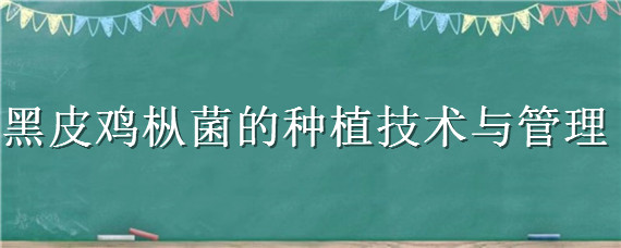 黑皮鸡枞菌的种植技术与管理（黑皮鸡枞菌种植技术在哪里学）