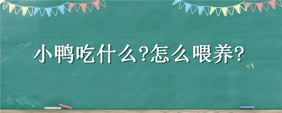 小鸭吃什么?怎么喂养?（小鸭吃什么呢）