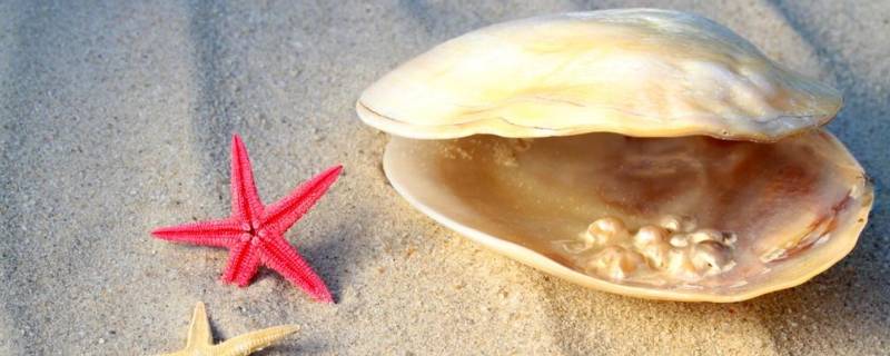 海星里面有珍珠吗 海星里面珍珠怎么回事
