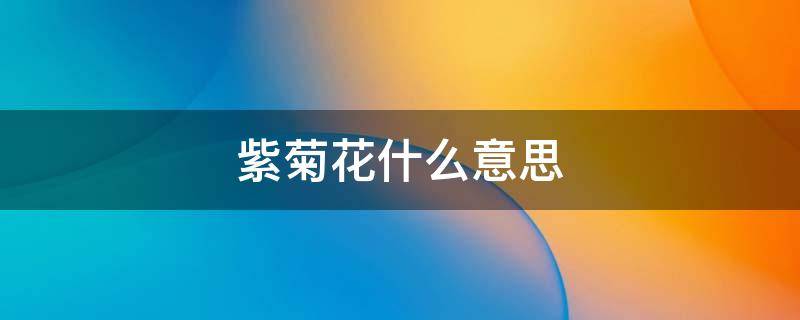 紫菊花什么意思 紫菊花语和寓意