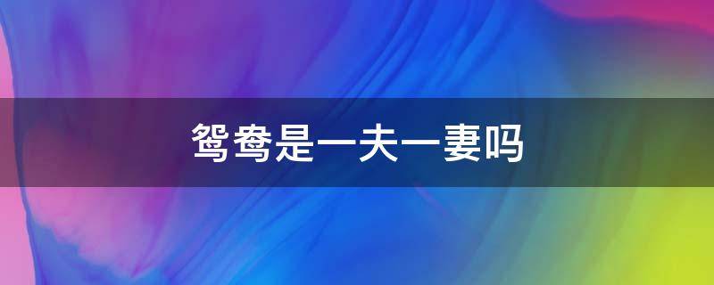 鸳鸯是一夫一妻吗（鸳鸯是一夫一妻吗为什么）