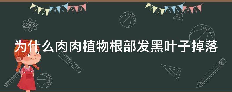 为什么肉肉植物根部发黑叶子掉落（肉肉根部发黑怎么办）