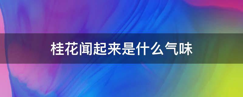 桂花闻起来是什么气味（桂花闻起来是什么气味呢）