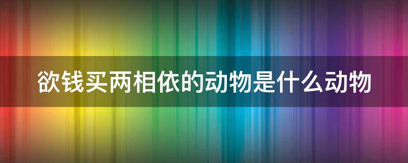 欲钱买两相依的动物是什么动物（欲钱买两情相悦的动物是什么生肖）