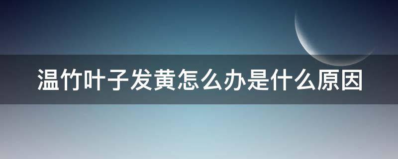 温竹叶子发黄怎么办是什么原因 温竹叶子发黄是什么原因?