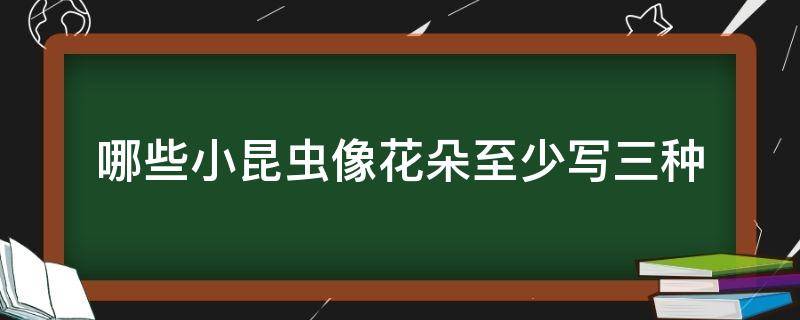 哪些小昆虫像花朵至少写三种（哪些小昆虫还像花朵）