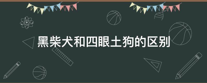 黑柴犬和四眼土狗的区别 真假柴犬对比