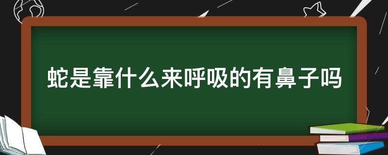 蛇是靠什么来呼吸的有鼻子吗（蛇是用什么呼吸的(最好的答案）