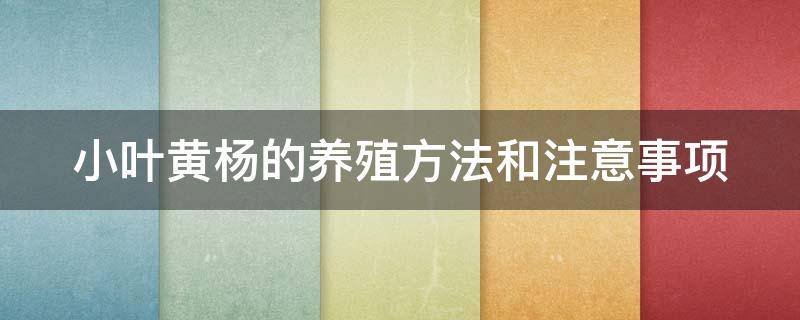 小叶黄杨的养殖方法和注意事项（小叶黄杨的养殖方法和注意事项）