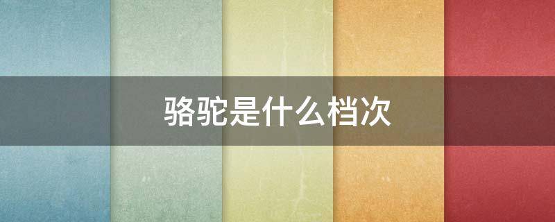 骆驼是什么档次 camel骆驼是什么档次