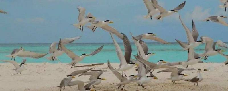 具体介绍一下西沙群岛的海鸟（西沙群岛都有什么海鸟）