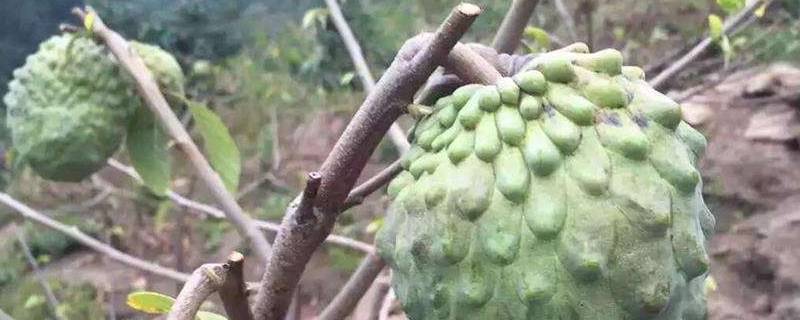 佛头果是什么果 佛头果是什么果?