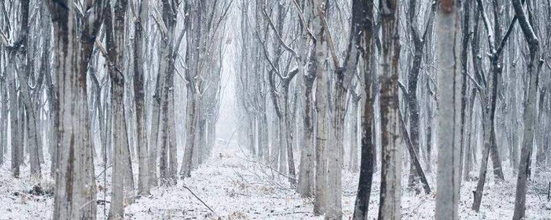 初雪寓意（初雪寓意什么）