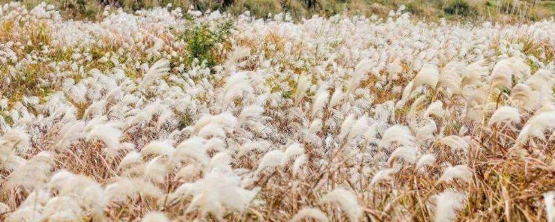 芦花的寓意是什么意思 芦花象征着什么呢