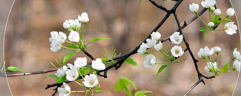 一树梨花久未开是什么意思 梨花未盛开是什么意思
