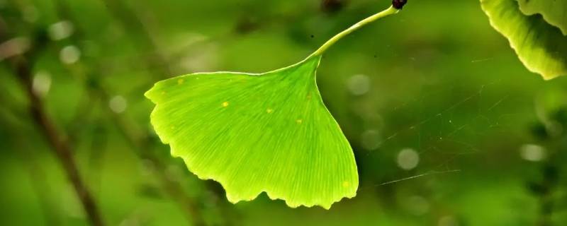 硝化细菌能分解树叶吗（硝化细菌能分解树叶吗视频）
