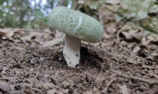 青头菌能放冰箱吗（青头菌能放冰箱吗多久）