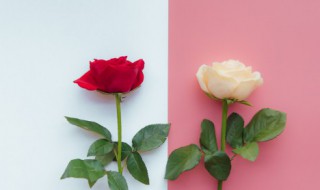 玫瑰的种植方法和种植环境 玫瑰的种植方法和注意事项