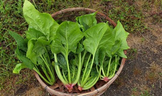 菠菜豆腐怎么炒（菠菜豆腐怎么炒窍门）