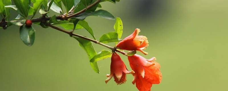 石榴花几月开 石榴花几月开放